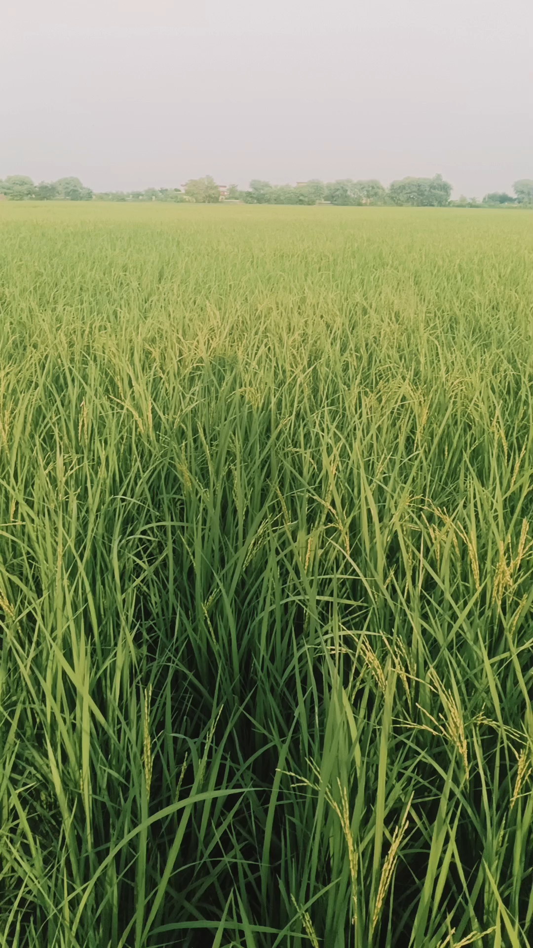 Farming