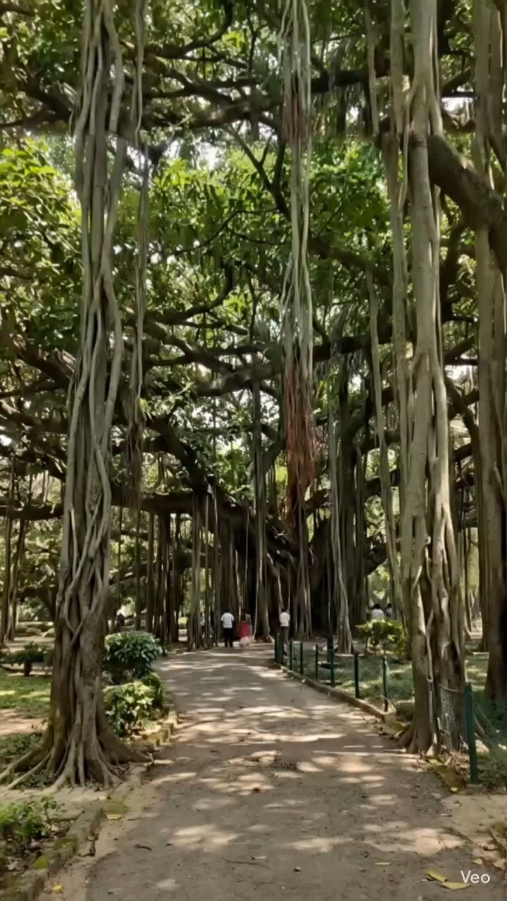 दुनियां का सबसे चौड़ा पेंड़🌳