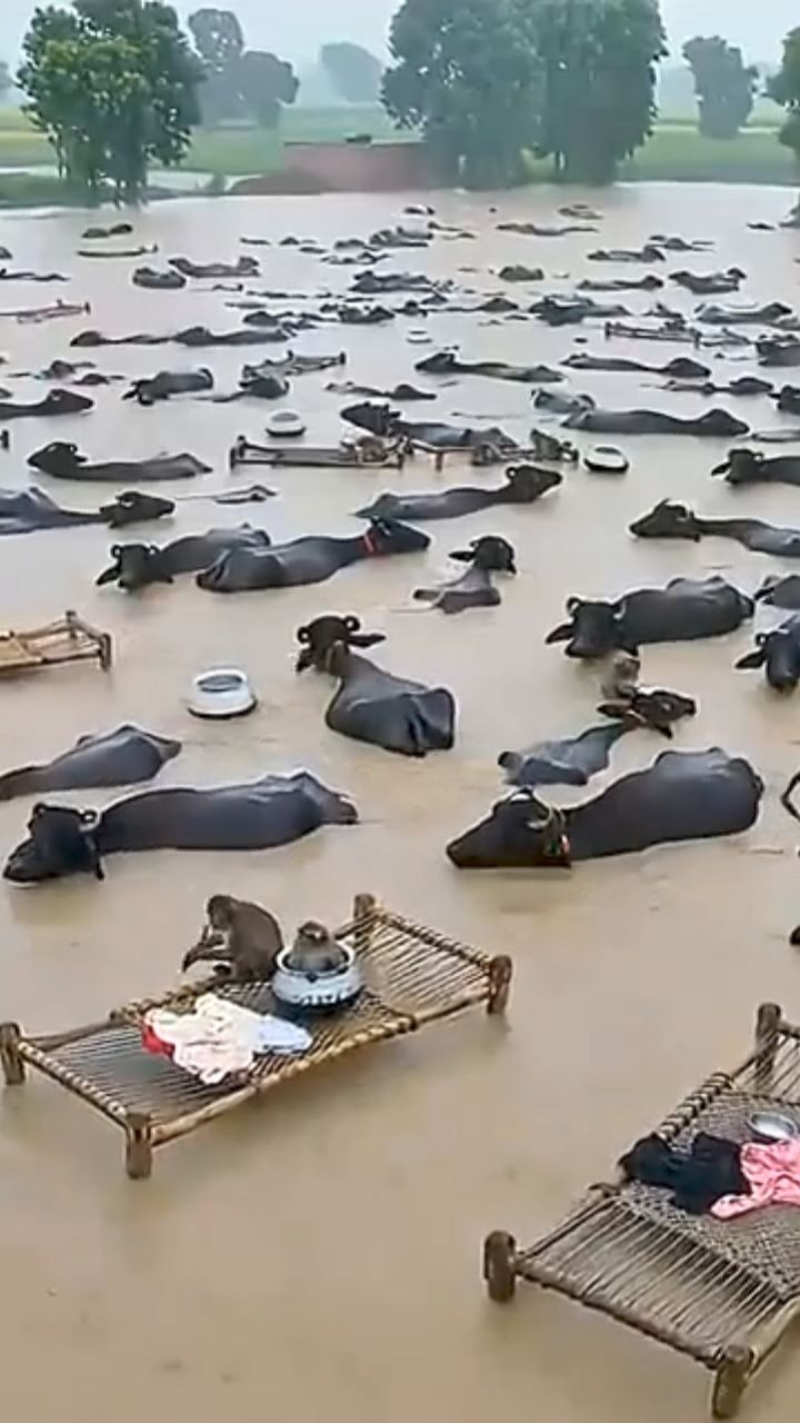 Bihar badh madad 😞😞 #BiharFlood #FloodRelief #Humanity