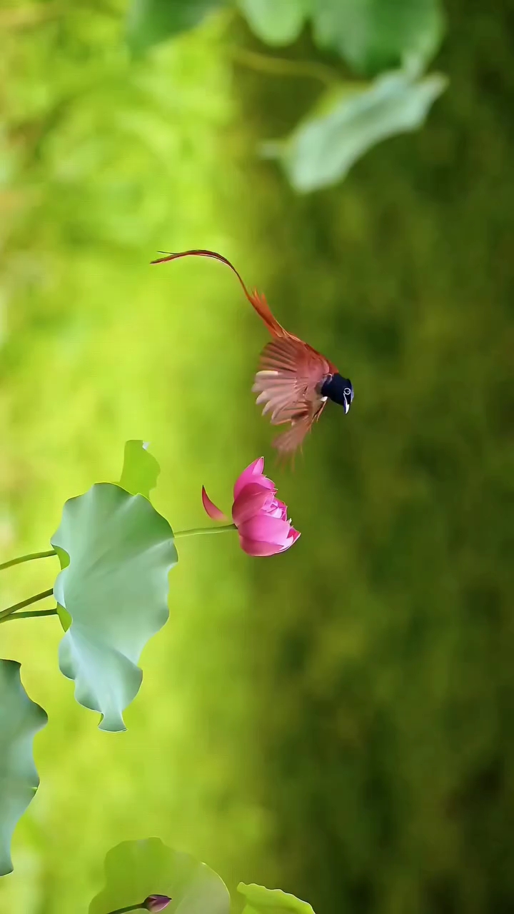 Some moments in nature feel almost like a dream, an