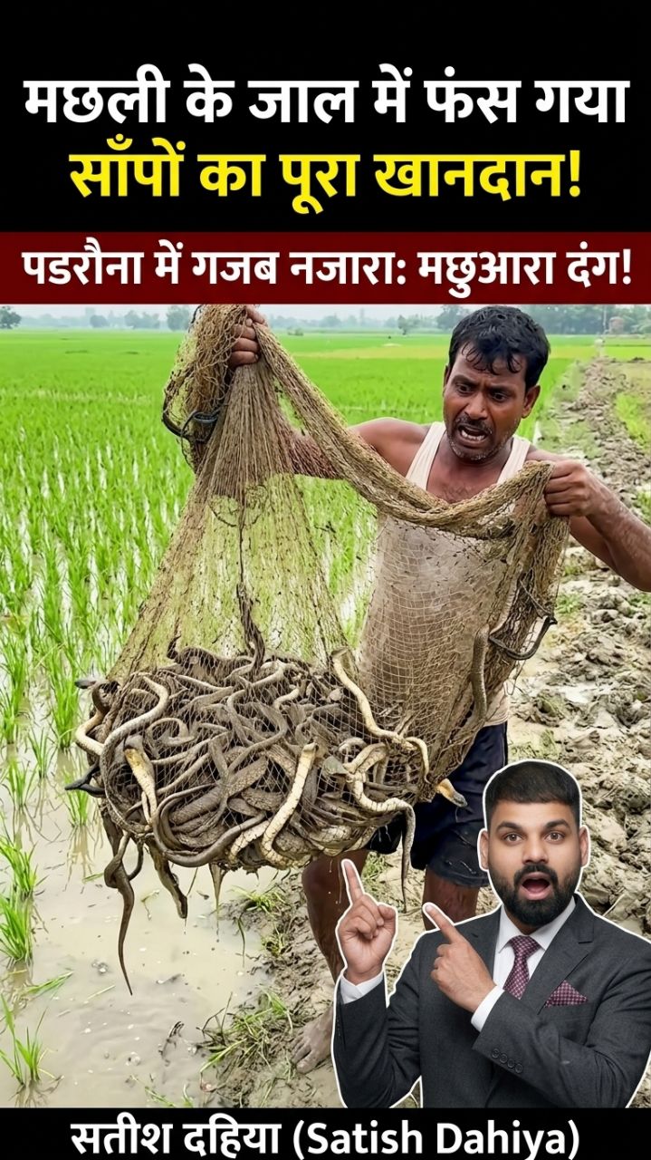 मछली के जाल में फंसा सांपों का खानदान! 🐍😱
​#Padrauna #SnakeInFishingNet