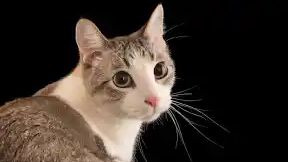 Cat feed
