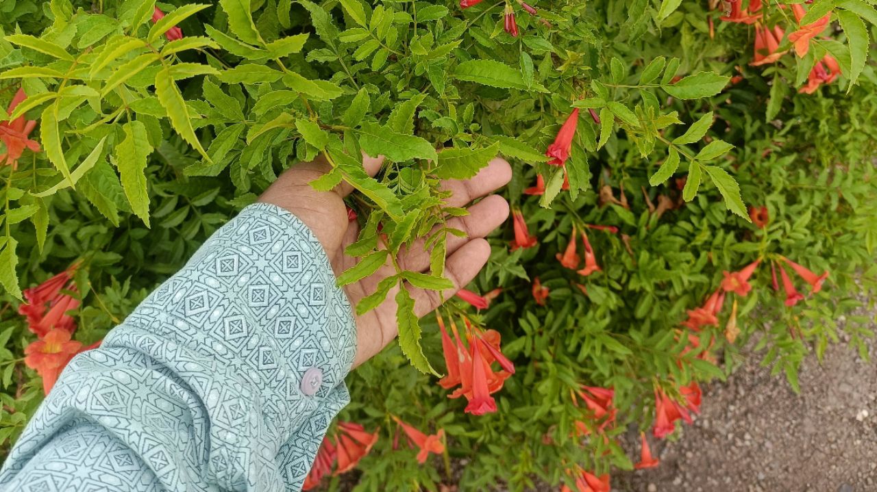 Park mein ghumne Aaye#trendigvidio#viral#@Dk