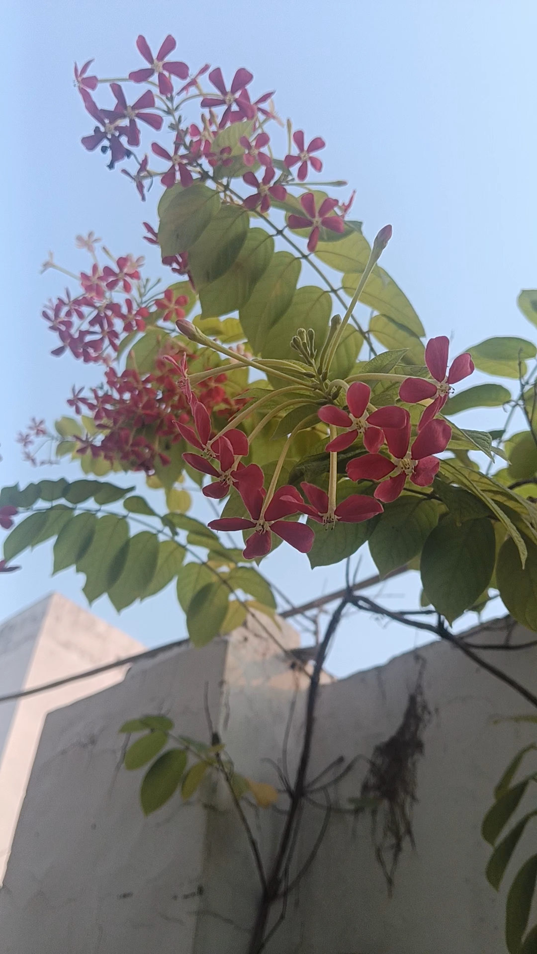 # home decor plant vlog