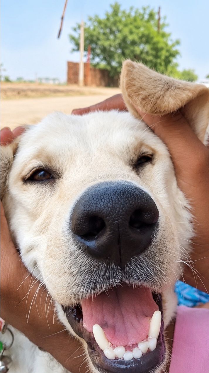 जितने भी dog 🐕 lover's है वो सारे आयेंगे और मेरे cutie 🥰 के लिए दो lines जरूर लिख कर जायेंगे 👍