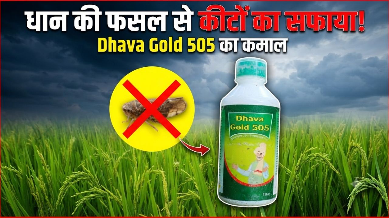 धान की फसल में कीटों से बचाव के लिए साइपरर्मिथेन& क्लोरोपीरैफाउज