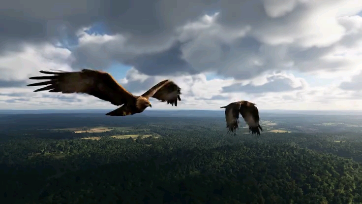 Documentary Bird 🕊️ Video #amazonjungle #amazonrainforest