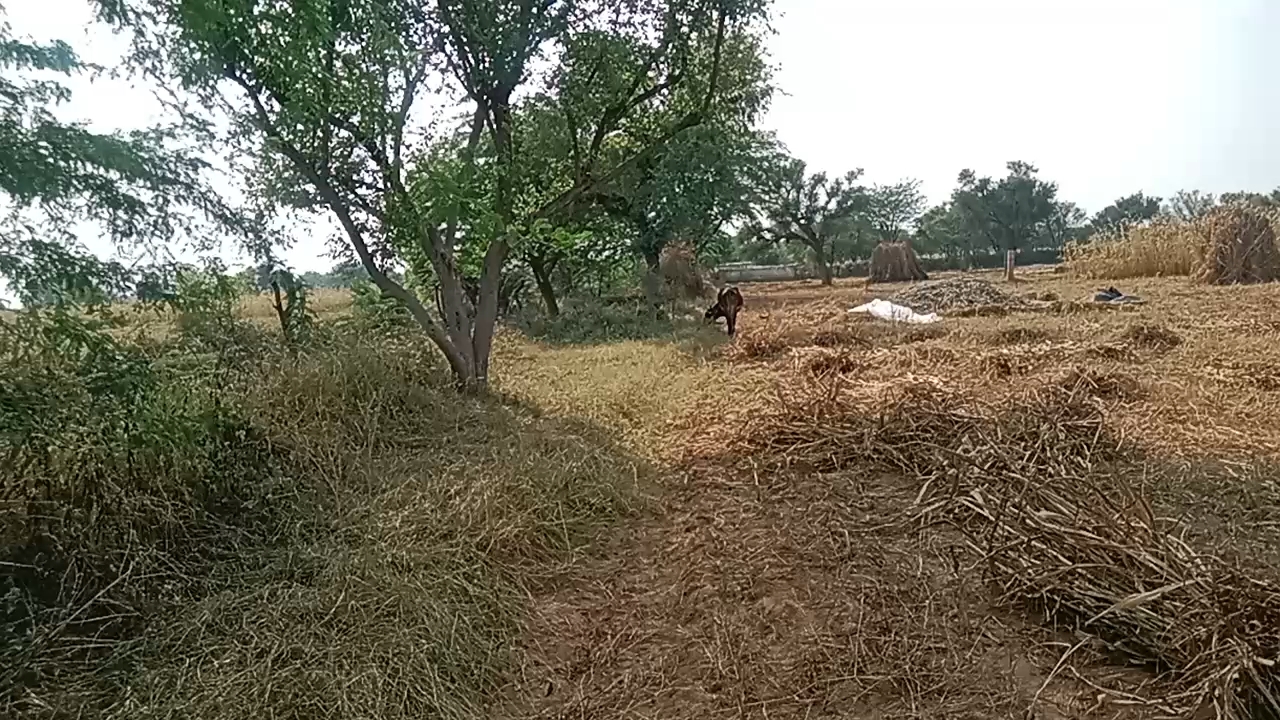 Village Life rajasthani valogs khet me