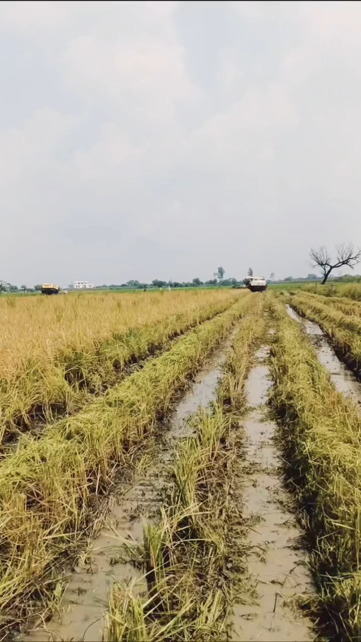 Jatt farming