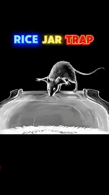 Rice mouse traps - Pura video dekho | Interesting video hai | Do like and subscribe