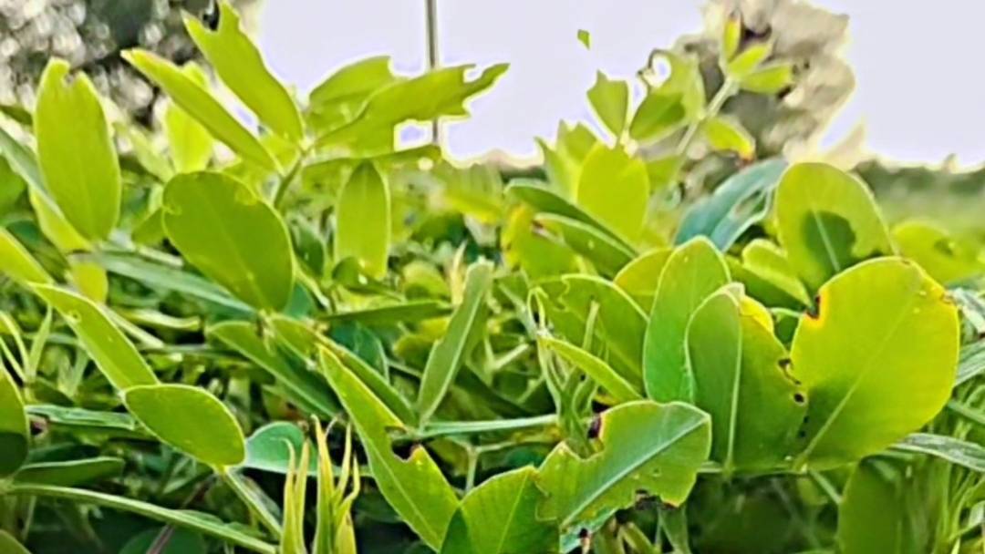Mungfali 🥜 🥜🌱