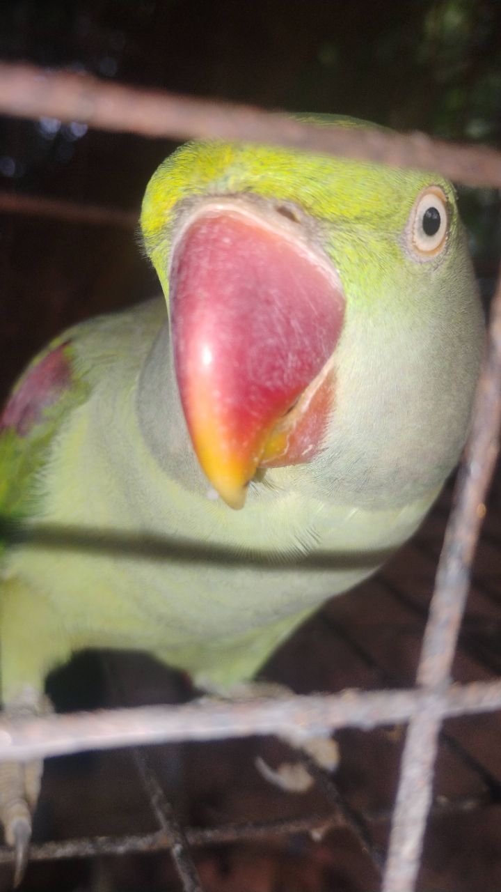 Mituparrot