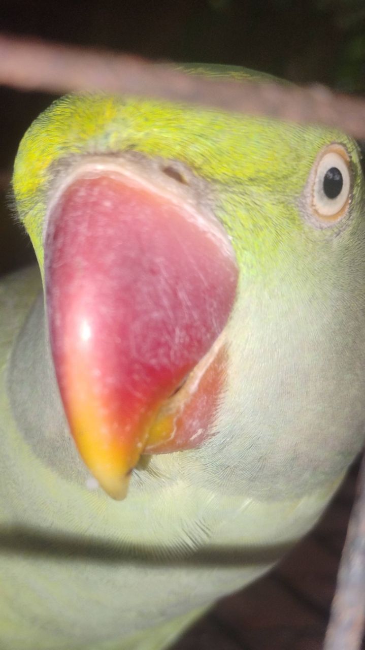 Mitu parrot