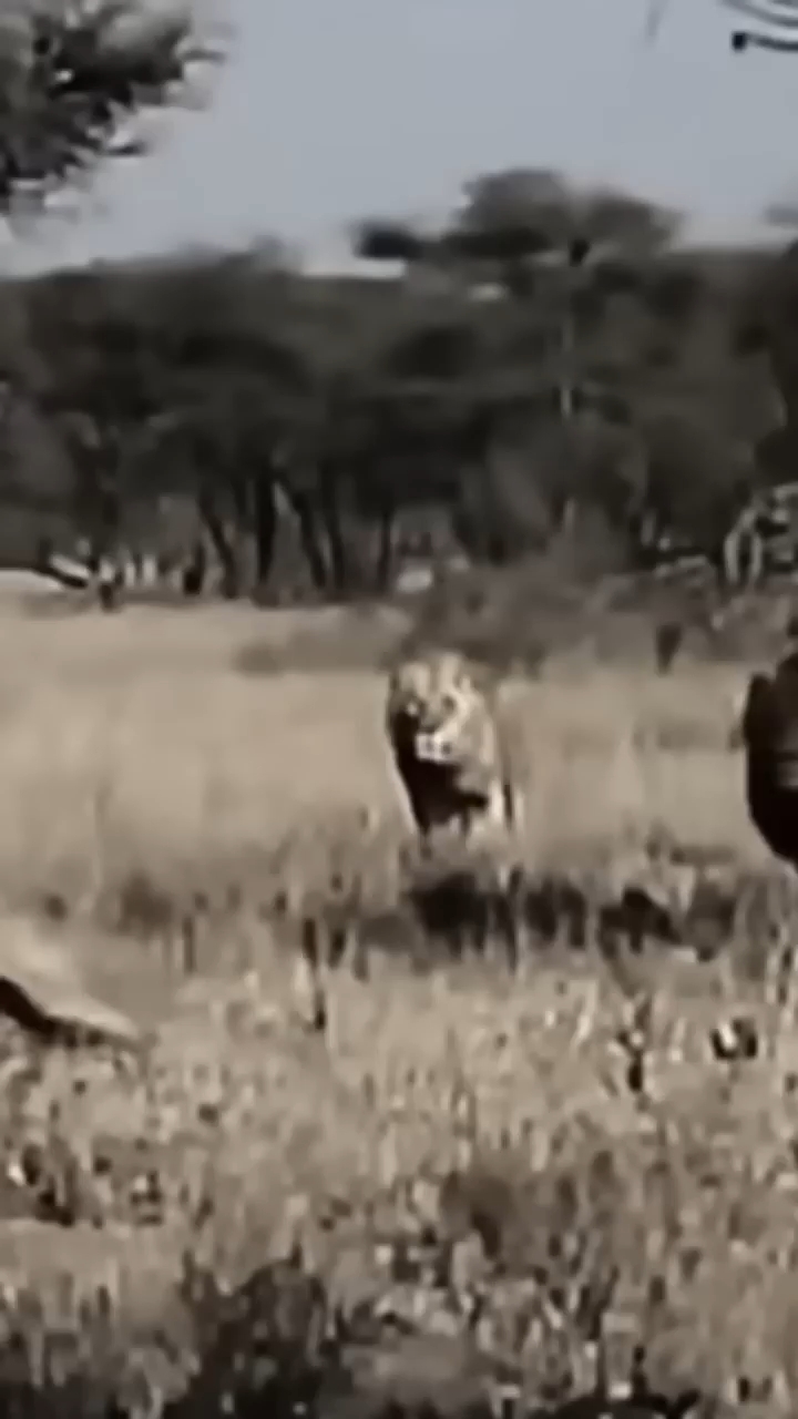 Animals and birds speed😯 #animalworld