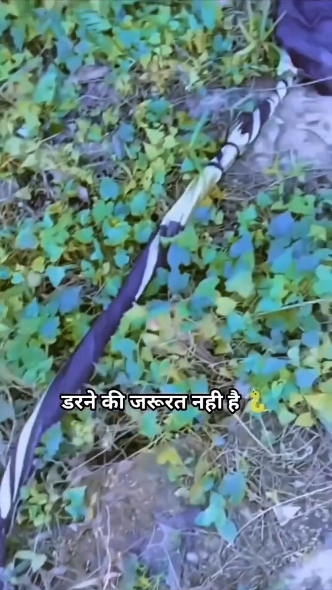 Jalpari 😂