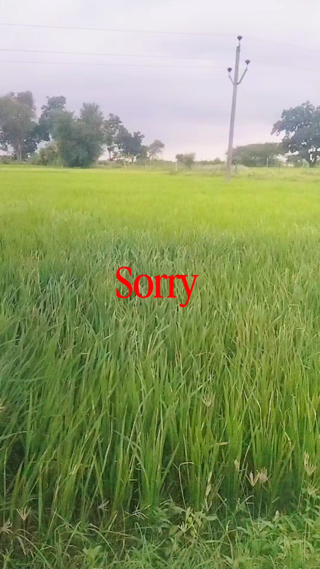 Viral video