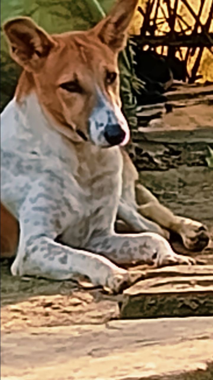 Dog /Mafia
