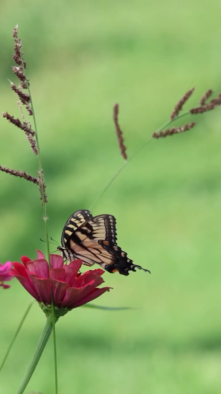 Eastern Tiger swallowtail