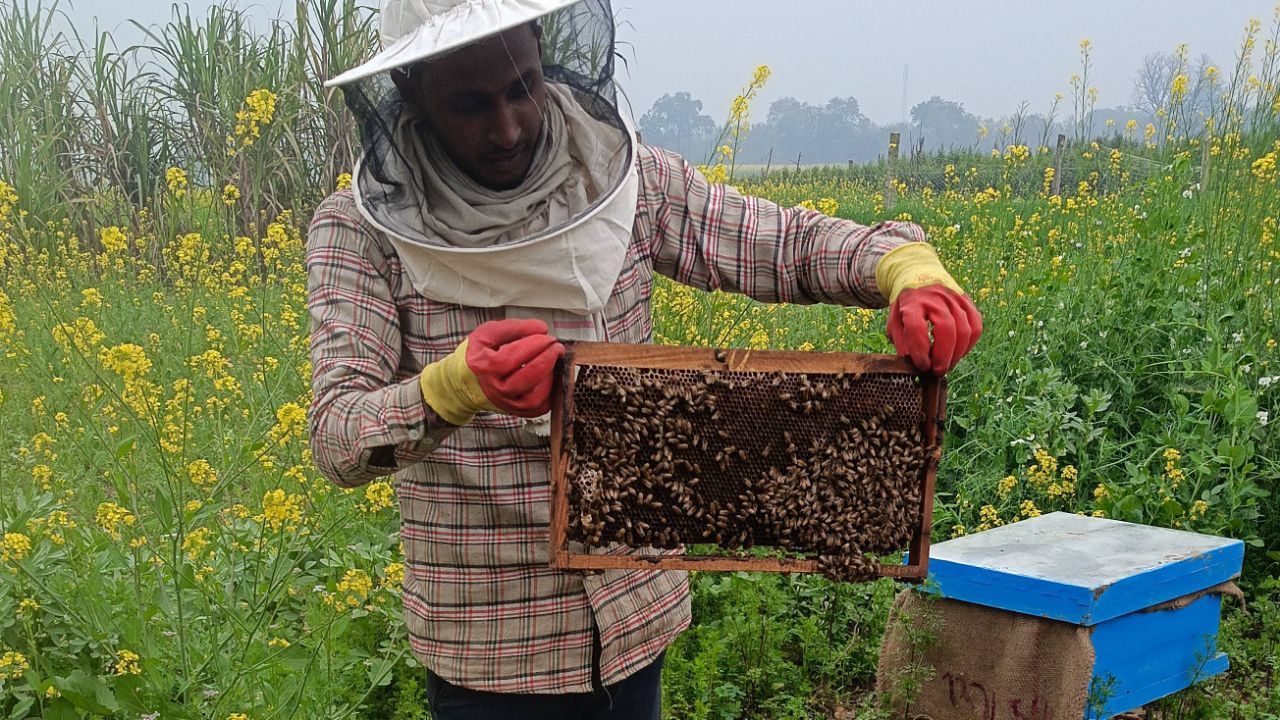 मधुमक्खी पालन में सबसे बड़ी समस्यामधुमक्खीपालन #BeeFarming #HoneyBee #शहद #कृषि #Agriculture #Farmin