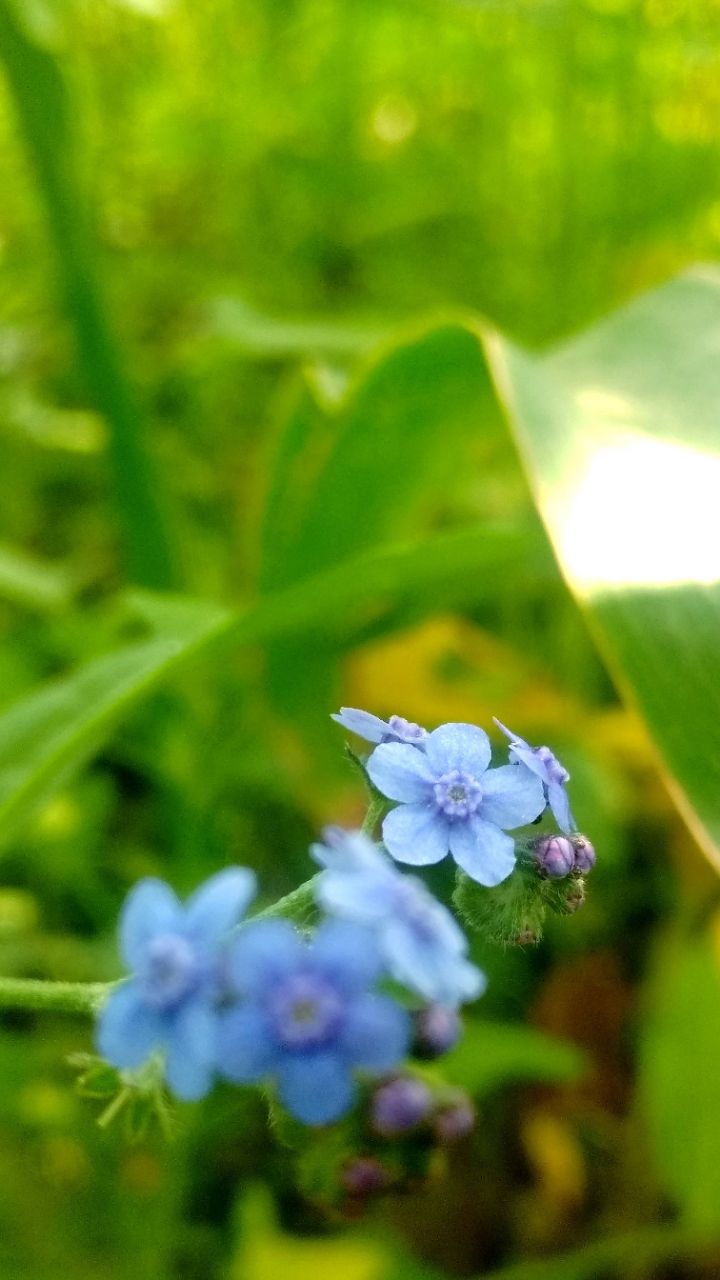 Nature Videography by Low End Device 🥺