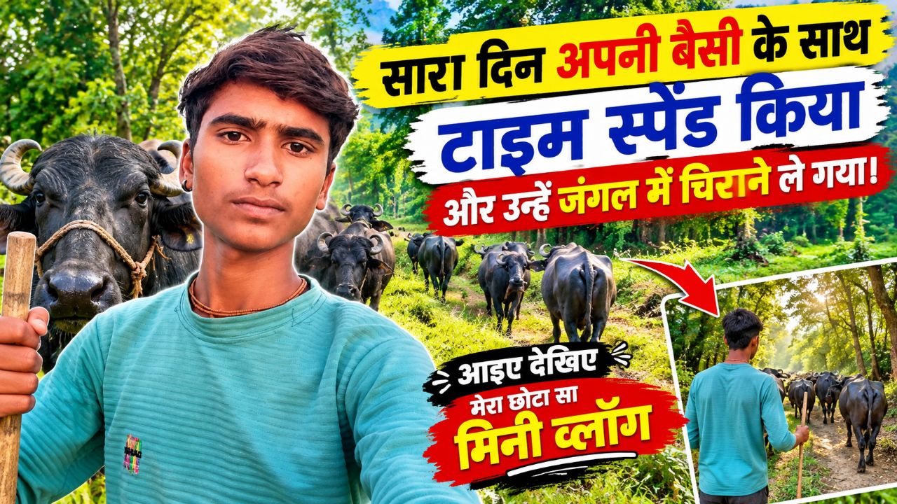 A Day With My Buffaloes | Taking Them to Graze in the Village | Rural Vlog
