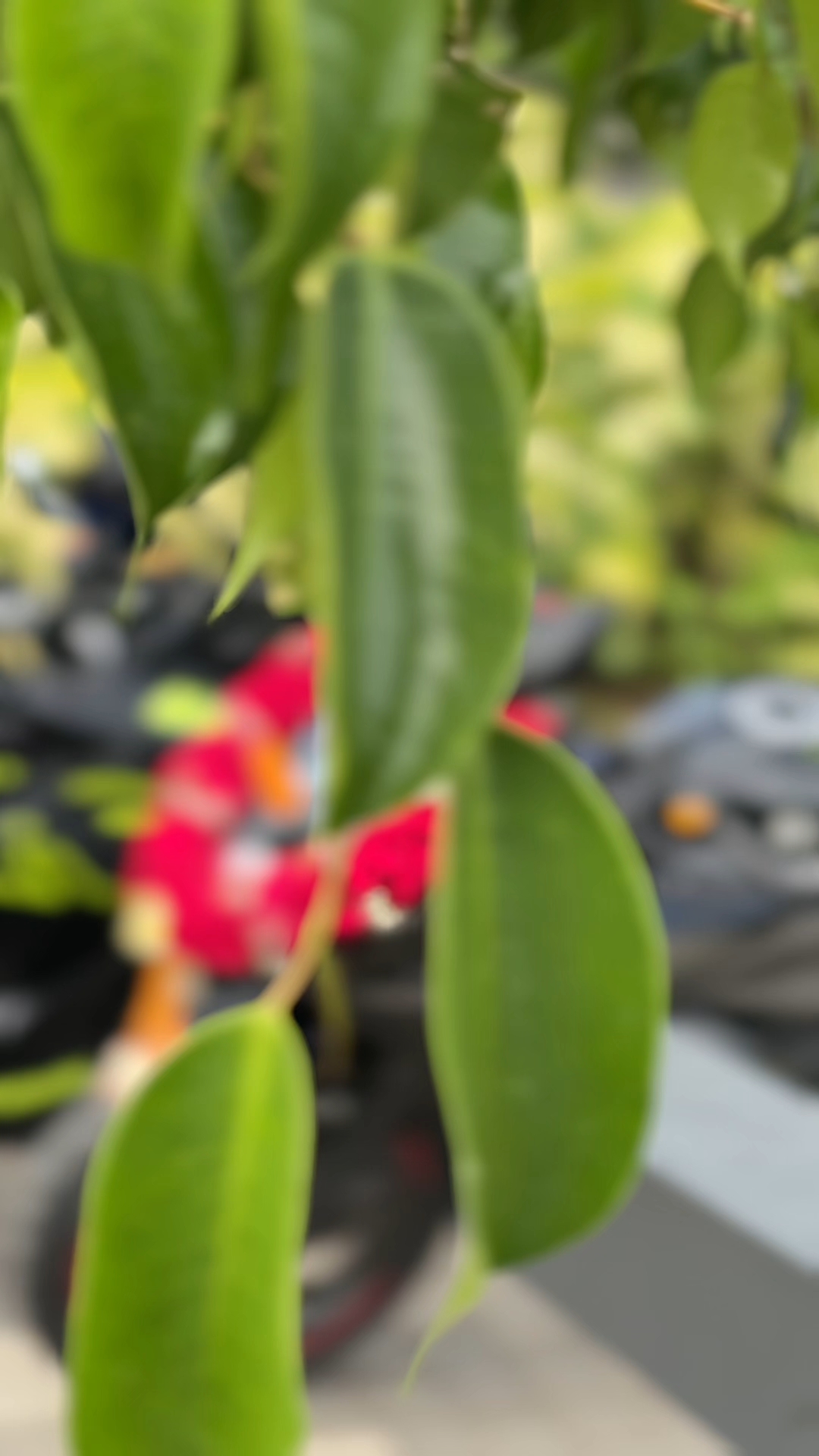 Bike opening ki paid edit