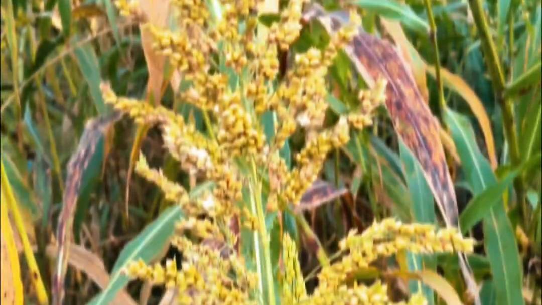 Farming video dekhne ke liye hamare channel ko subscribe kijiye