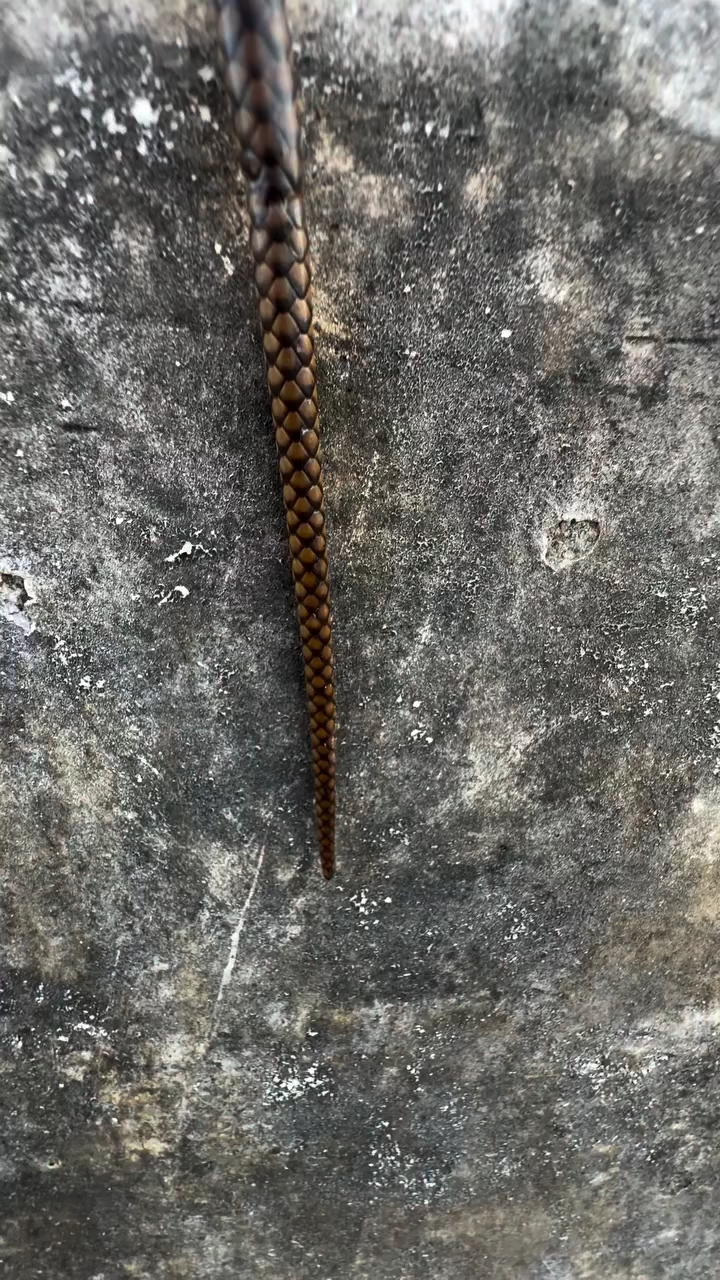 Abe kitna bada sanke😱#viral#trending#shorts#alogrtim#video#snake