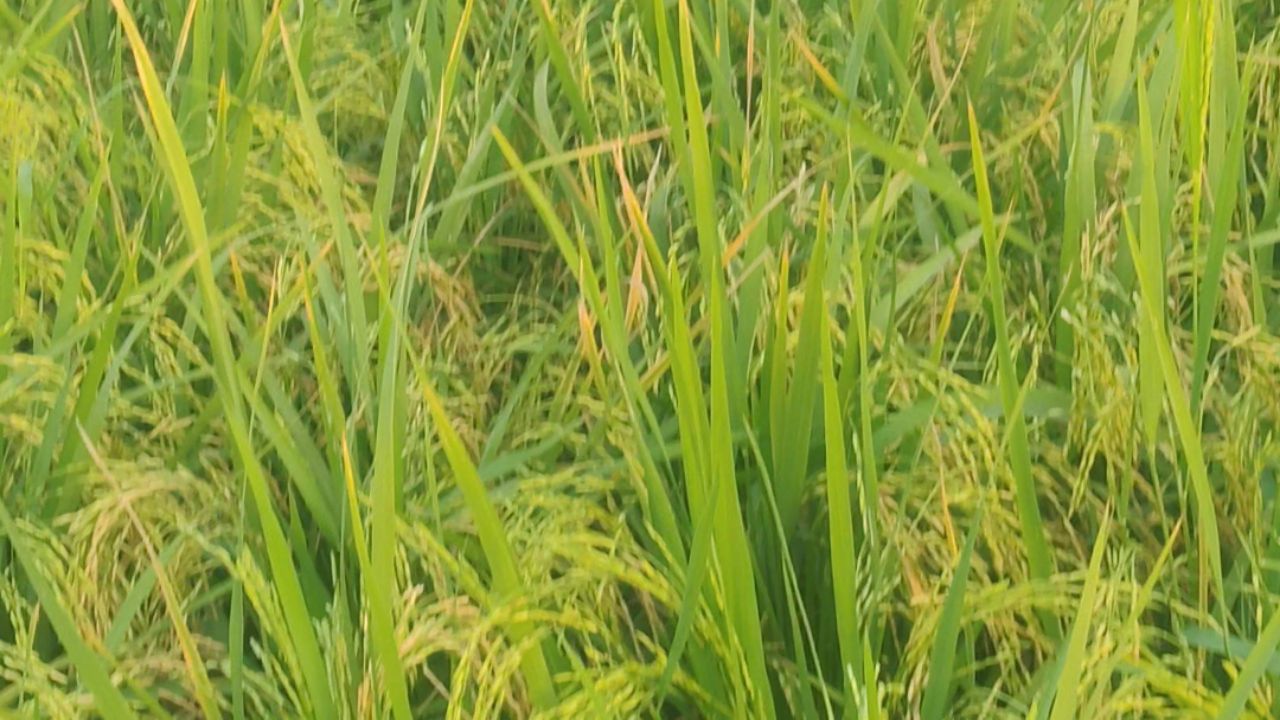 7: 5  ki motor Pani dete hue