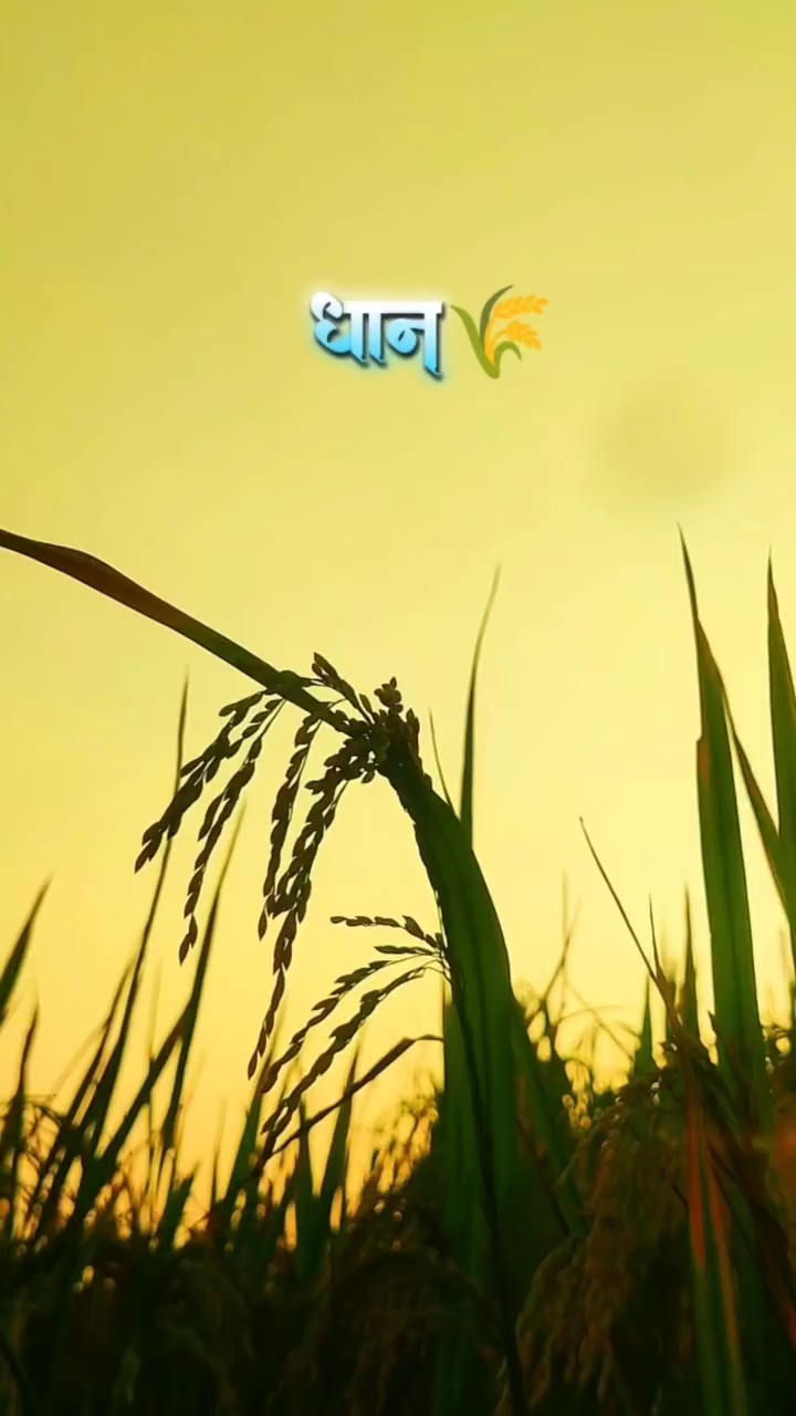 #morning view ji
