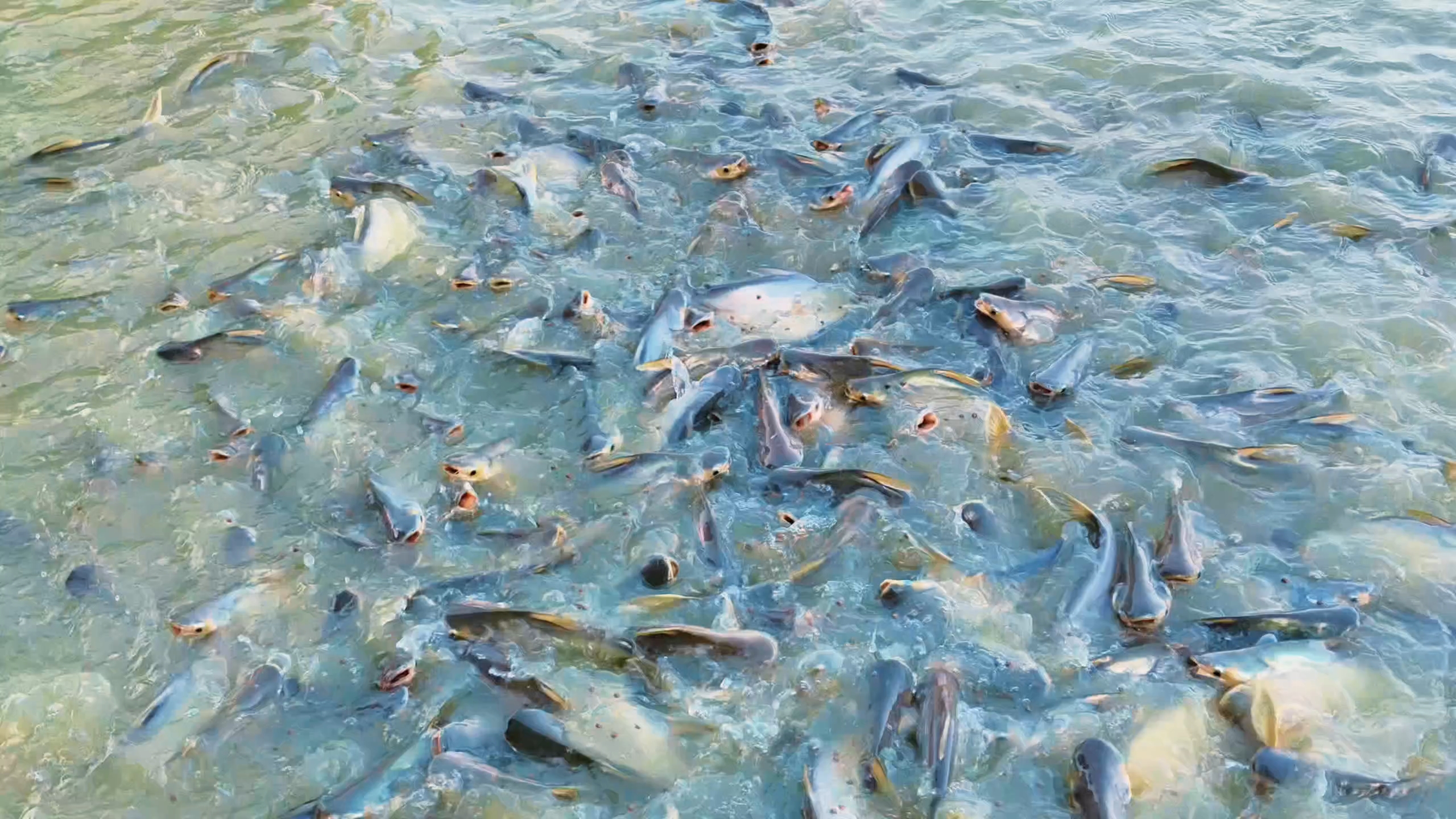 Fish 🐠🐠