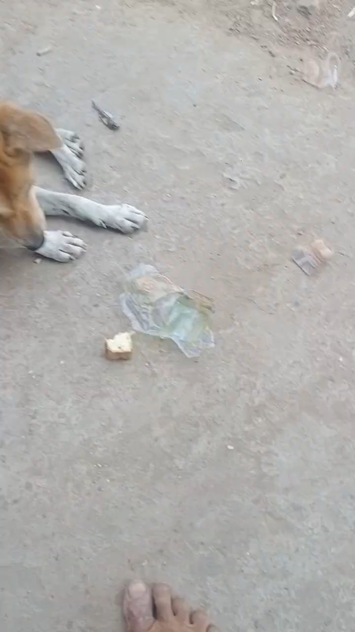#hungry #i love dog 💯 #feeding 🥺them #humanity💔 #fypシ happiness