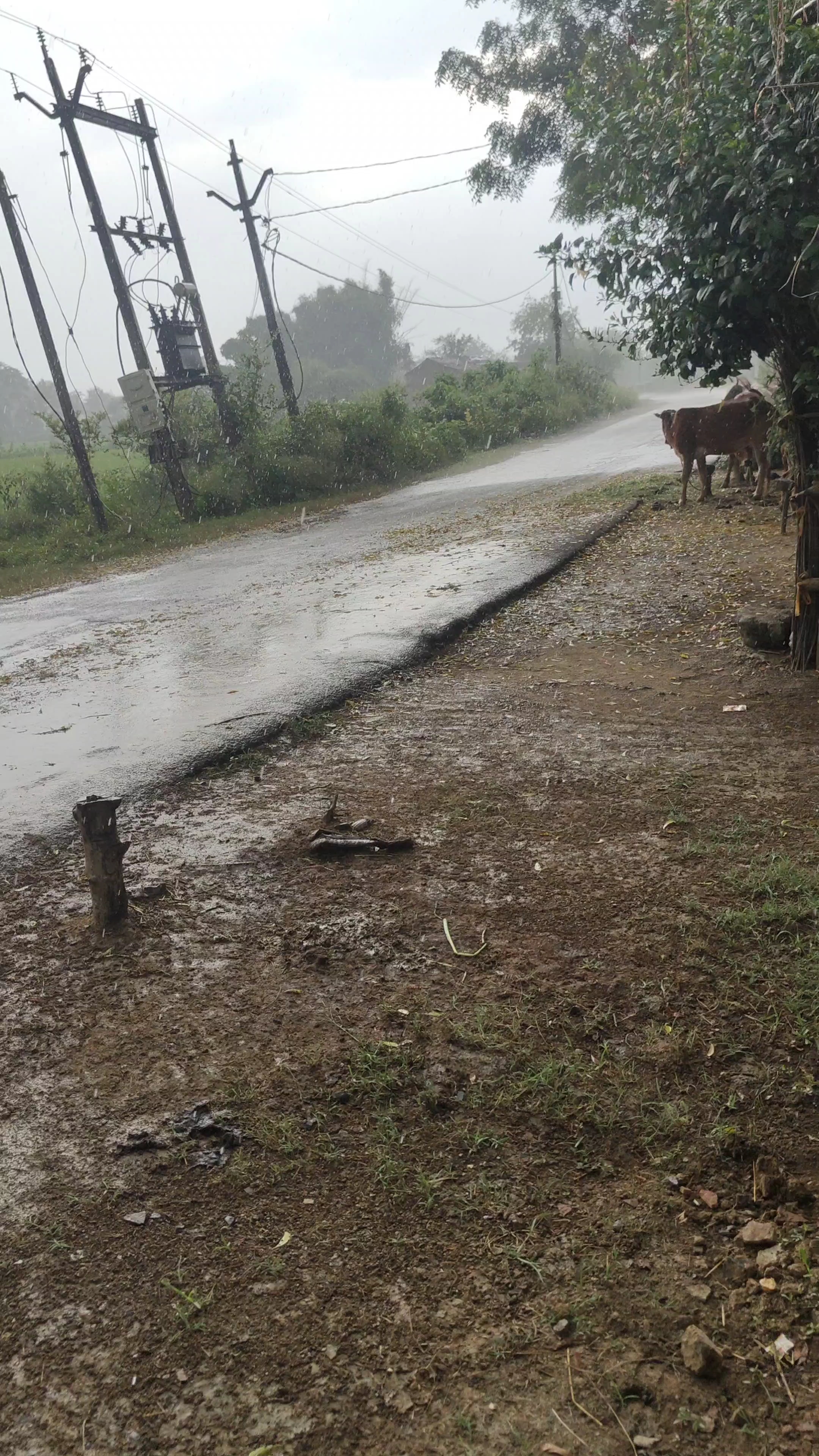 Barish 💧