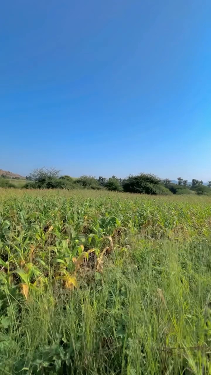 Khandesi song