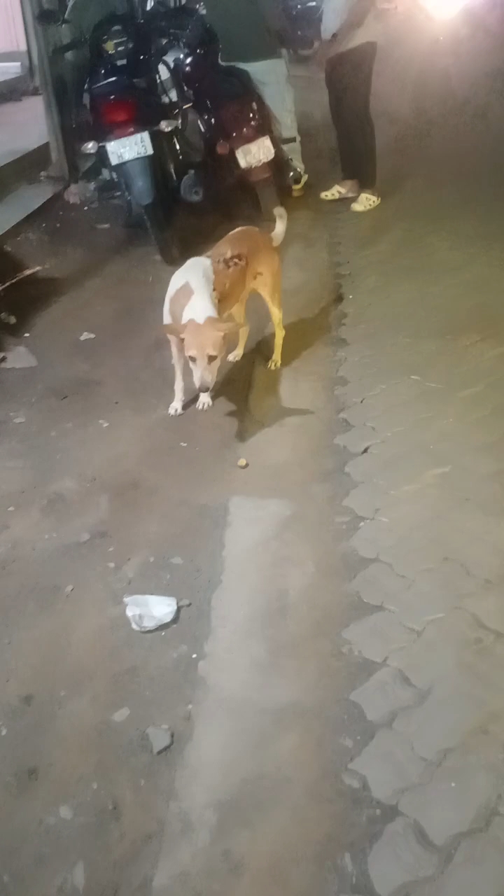 #hungry i love  dog 💔 #feeding 💯them #humanity #fypシ #fbreelsvideo