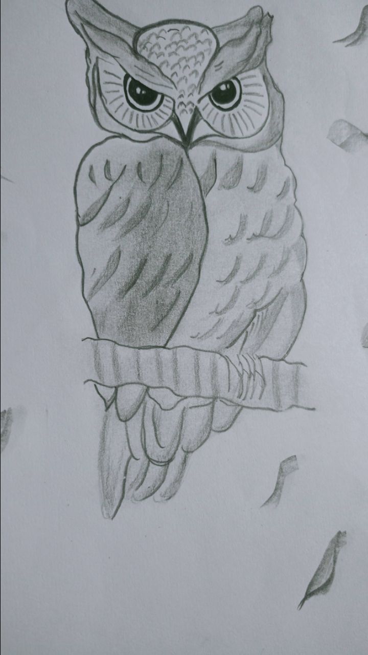 Cute Owl Drawing 🦉✨ | Beautiful Owl Pencil Sketch | Easy Drawing