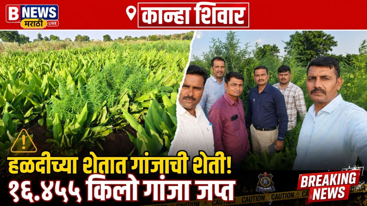 कान्हा शिवारात हळदीच्या पिकात गांजाची लागवड; १६.४५५ किलो गांजा जप्त.
