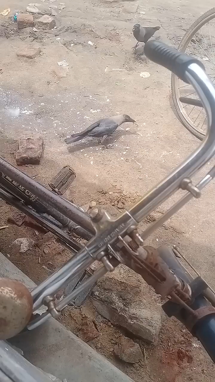 #hungry l love #crow💔 #feeding them #fbreelsvideo🥹 fypシ#happines💯