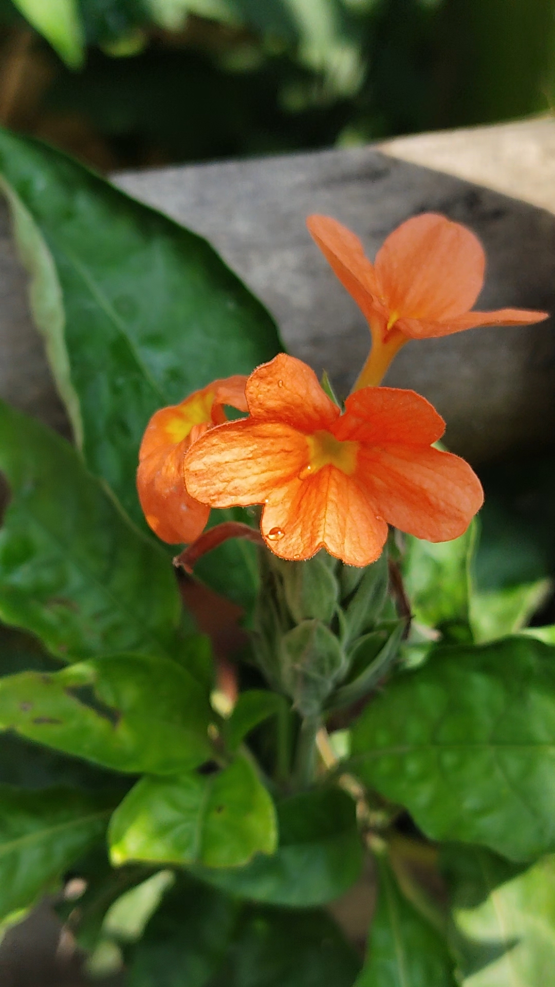 Flower beautiful