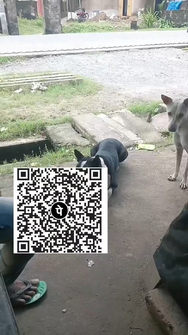 #hungry #i love dog💯 #feeding 🥺them #humanity💔 #fypシ#happiness please 🙏 one# rupees donate