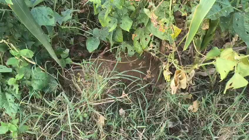 Dekho dosto 🌾🌾 kheton ka bhajara video or Gav ki khet mein bhajara video 👳👳🤨