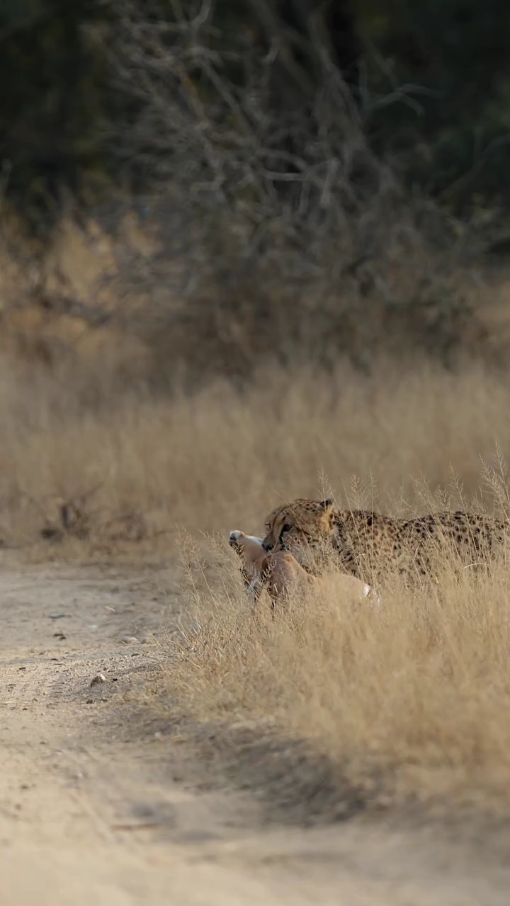 A Powerful Female Cheetah’s Incredible Hunt in the African Wilderness 🐆😱 | Wildlife Documentary