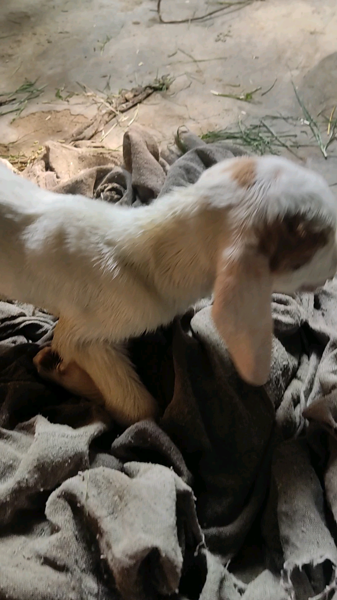Vairalvideo