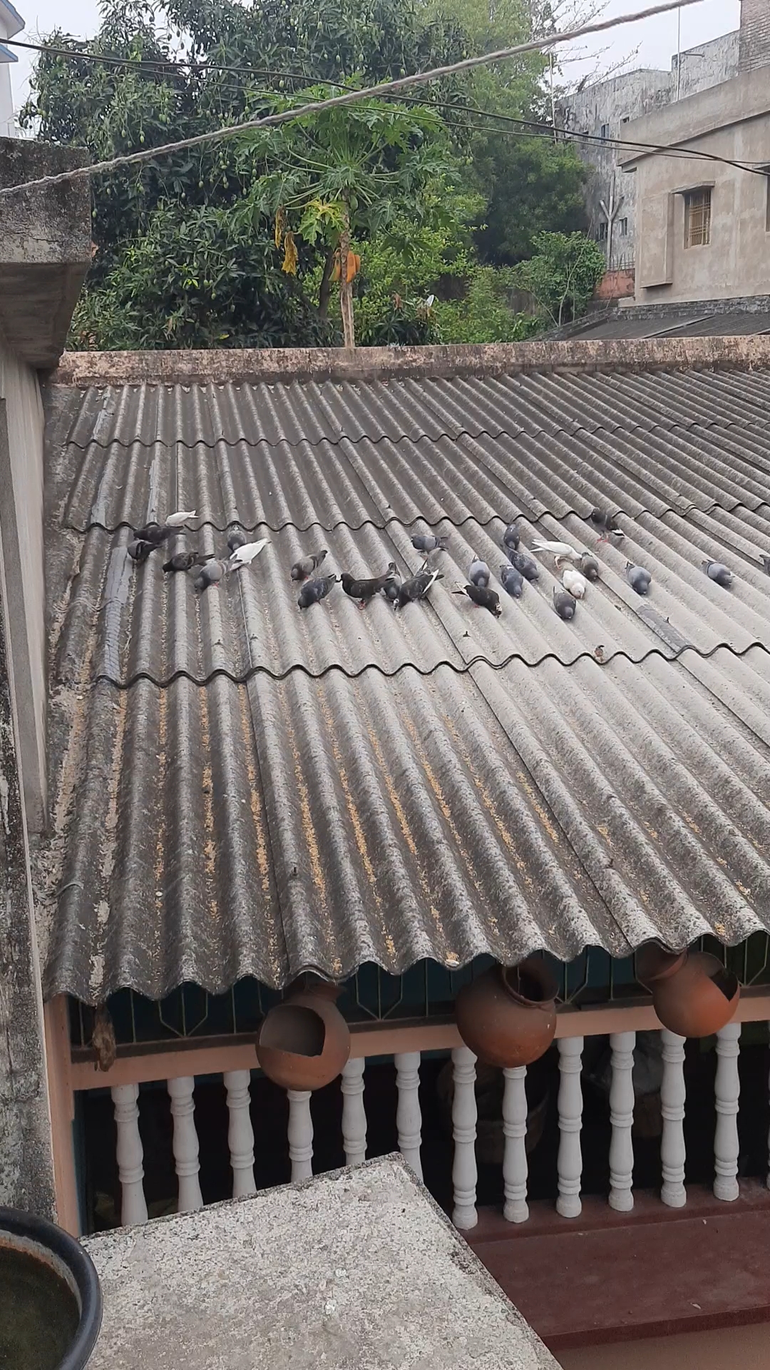 Pigeon Feeding