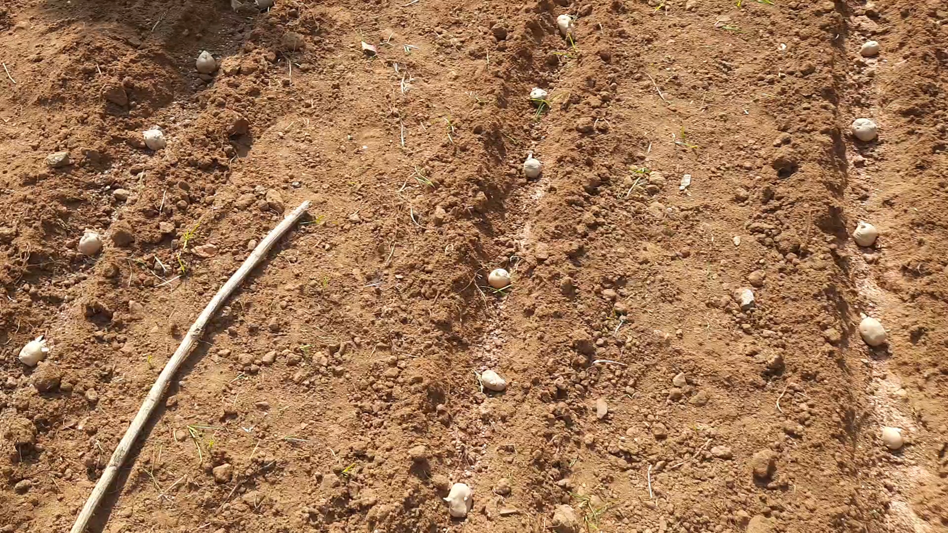 Potato Farming