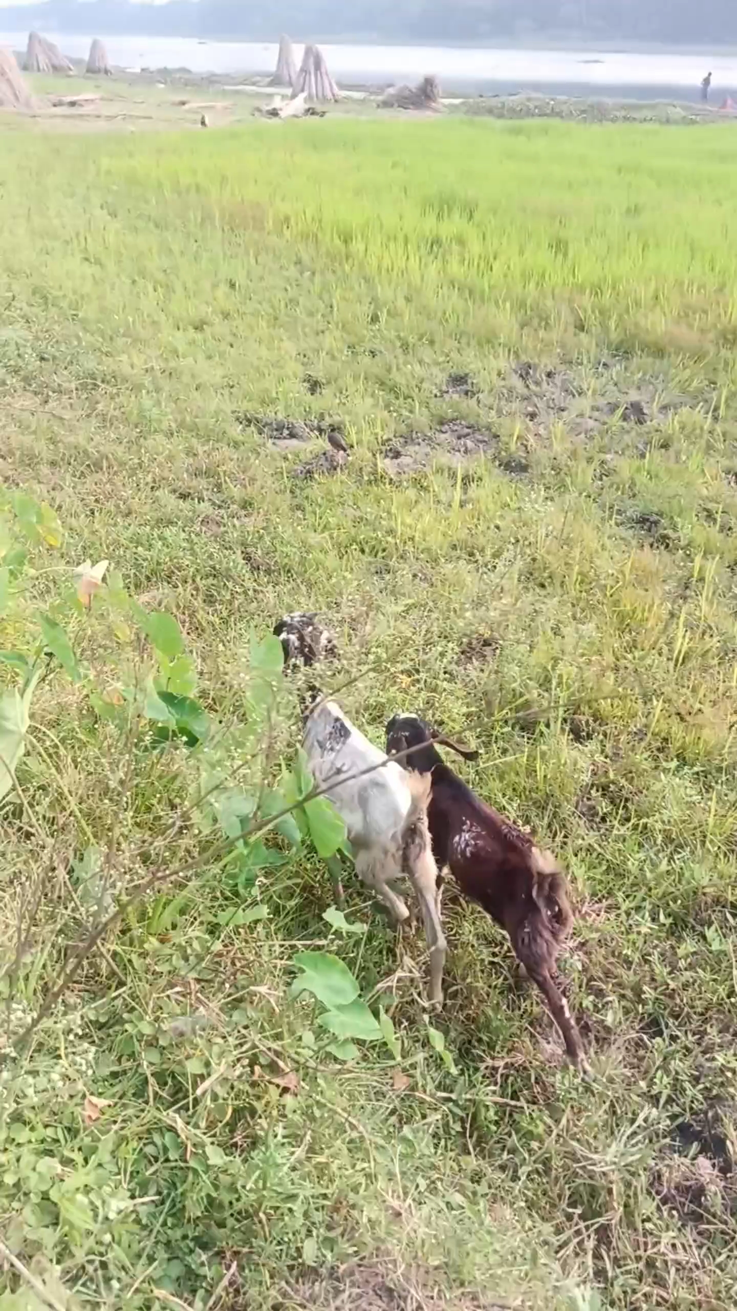 ছাগল আনতে গিয়ে এটা কি হয়ে গেল👈❓🤔