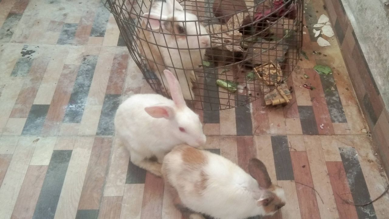 My rabbit