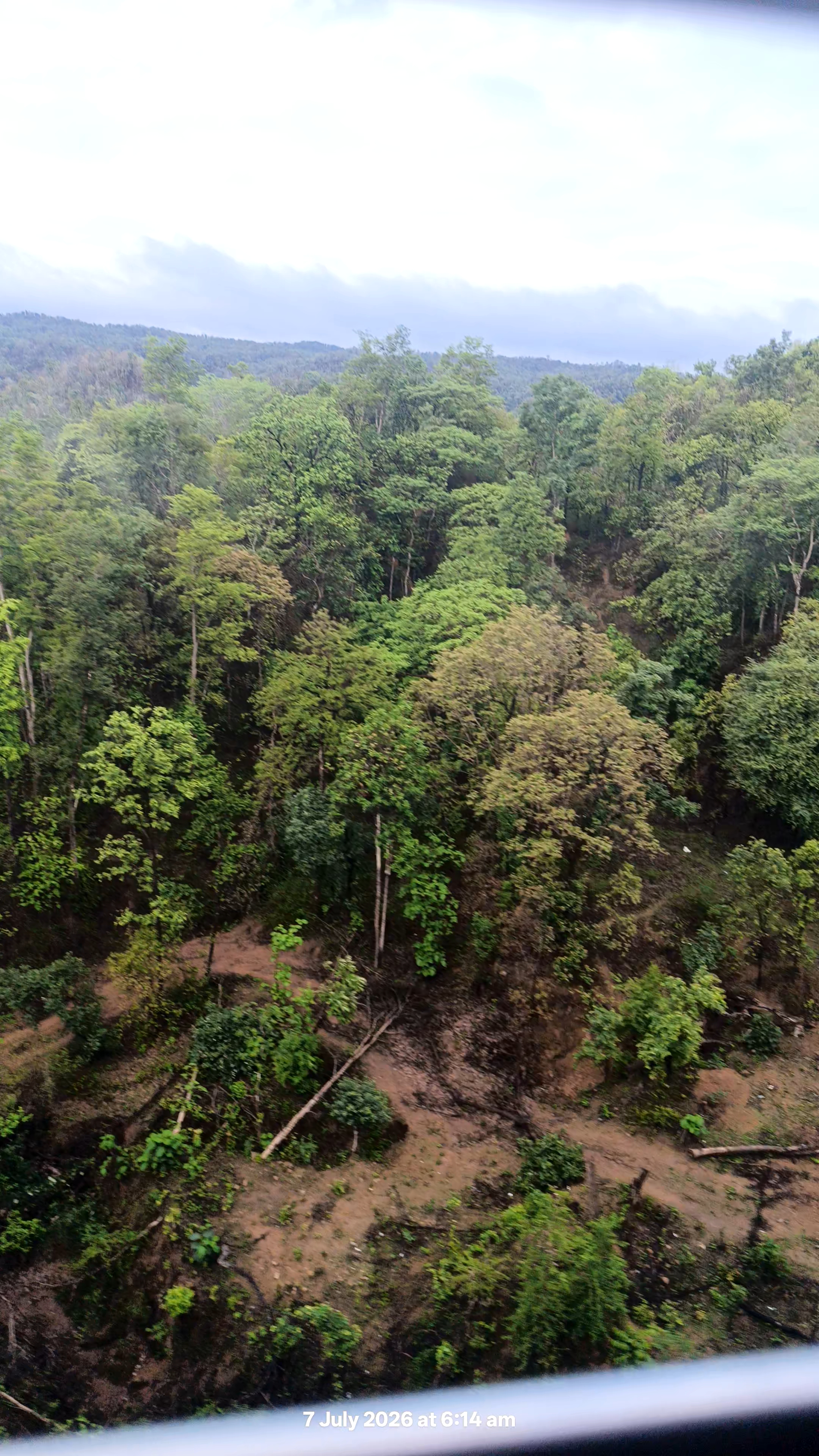 Most beautiful jungle