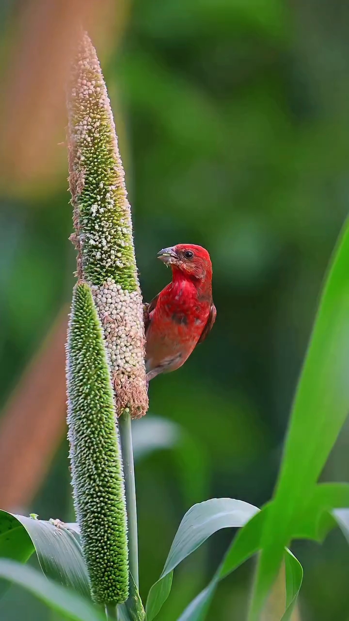A little Rosefinch finding joy in the golden pearl mille
