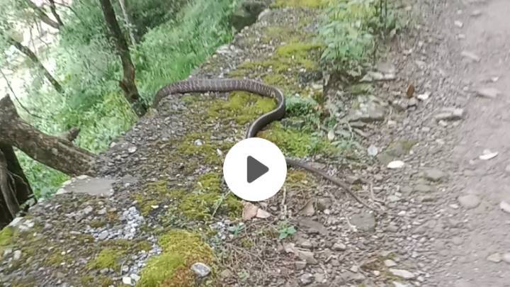 Snake 🐍🐍